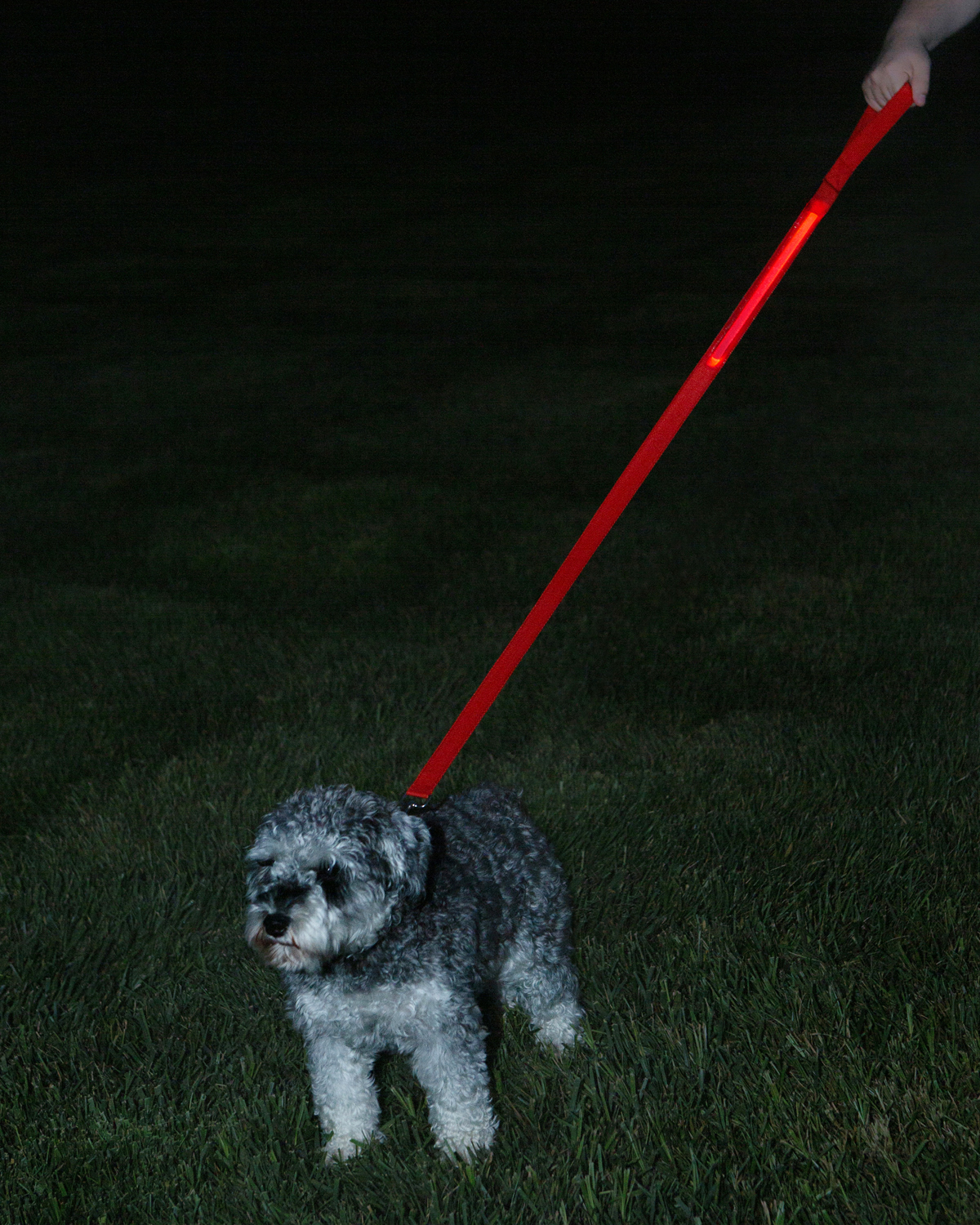 Rechargeable LED Light-Up Dog Leash 13